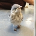 Wounded little bird's legs were cured with the help of "snowshoes" Wounded little bird's legs were cured with the help of "snowshoes"