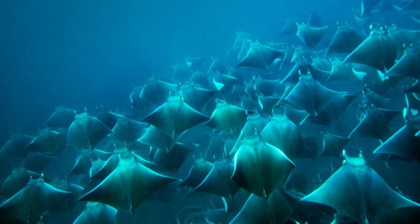 Y quiero volar: ¿por qué las rayas saltan del agua? Y quiero volar: ¿por qué las rayas saltan del agua?