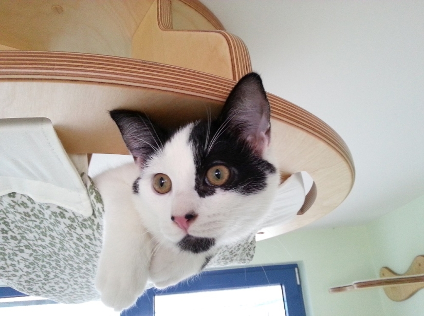 Y tú juegas, juegas, juegas, juegas: parques infantiles para gatos
