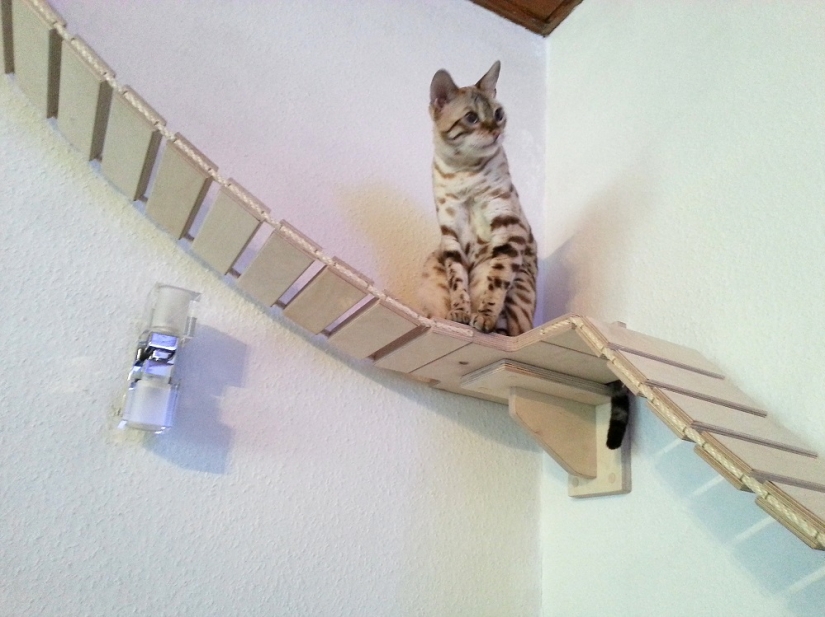 Y tú juegas, juegas, juegas, juegas: parques infantiles para gatos