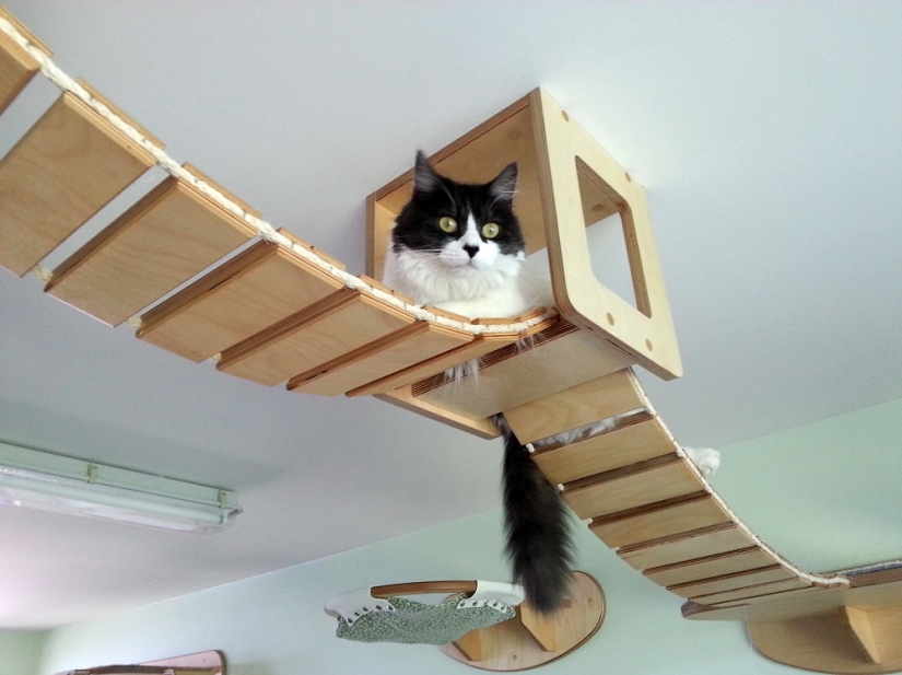 Y tú juegas, juegas, juegas, juegas: parques infantiles para gatos