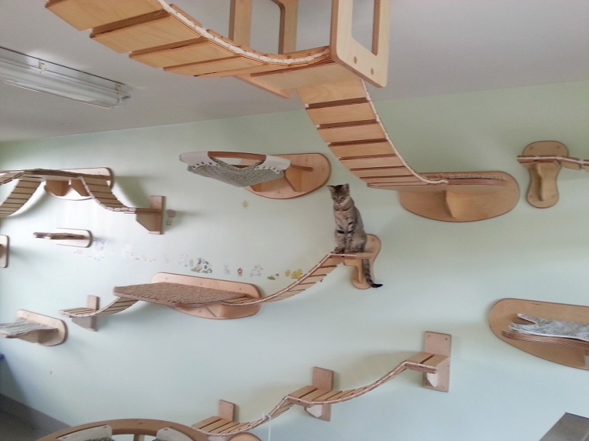 Y tú juegas, juegas, juegas, juegas: parques infantiles para gatos