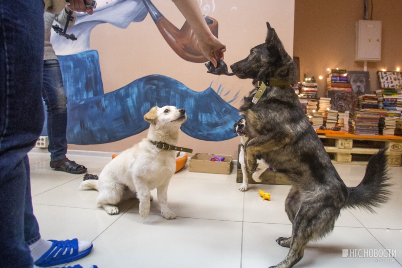 You can't feed them, but you can take them home: a cafe with stray dogs has been opened in Novosibirsk You can't feed them, but you can take them home: a cafe with stray dogs has been opened in Novosibirsk