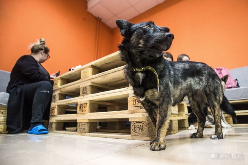 You can't feed them, but you can take them home: a cafe with stray dogs has been opened in Novosibirsk You can't feed them, but you can take them home: a cafe with stray dogs has been opened in Novosibirsk