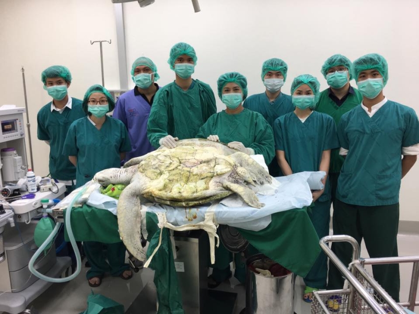 You won't believe what the veterinarians extracted from this turtle! You won't believe what the veterinarians extracted from this turtle!