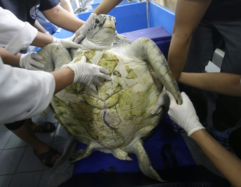 You won't believe what the veterinarians extracted from this turtle! You won't believe what the veterinarians extracted from this turtle!