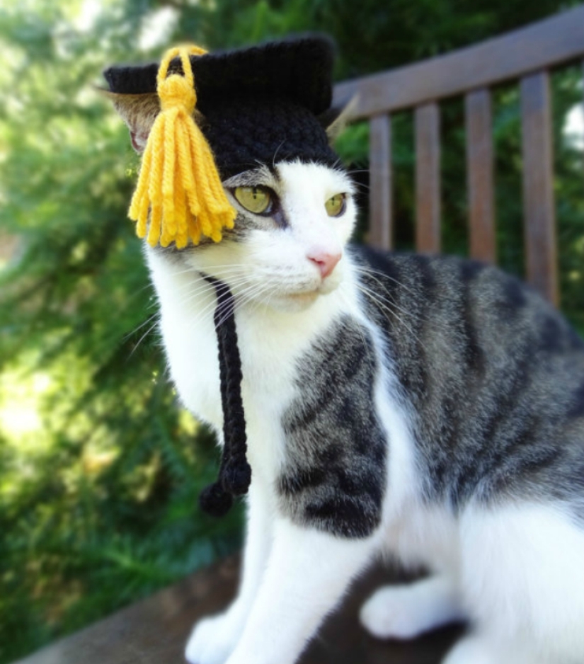 Your cat needs such a hat!