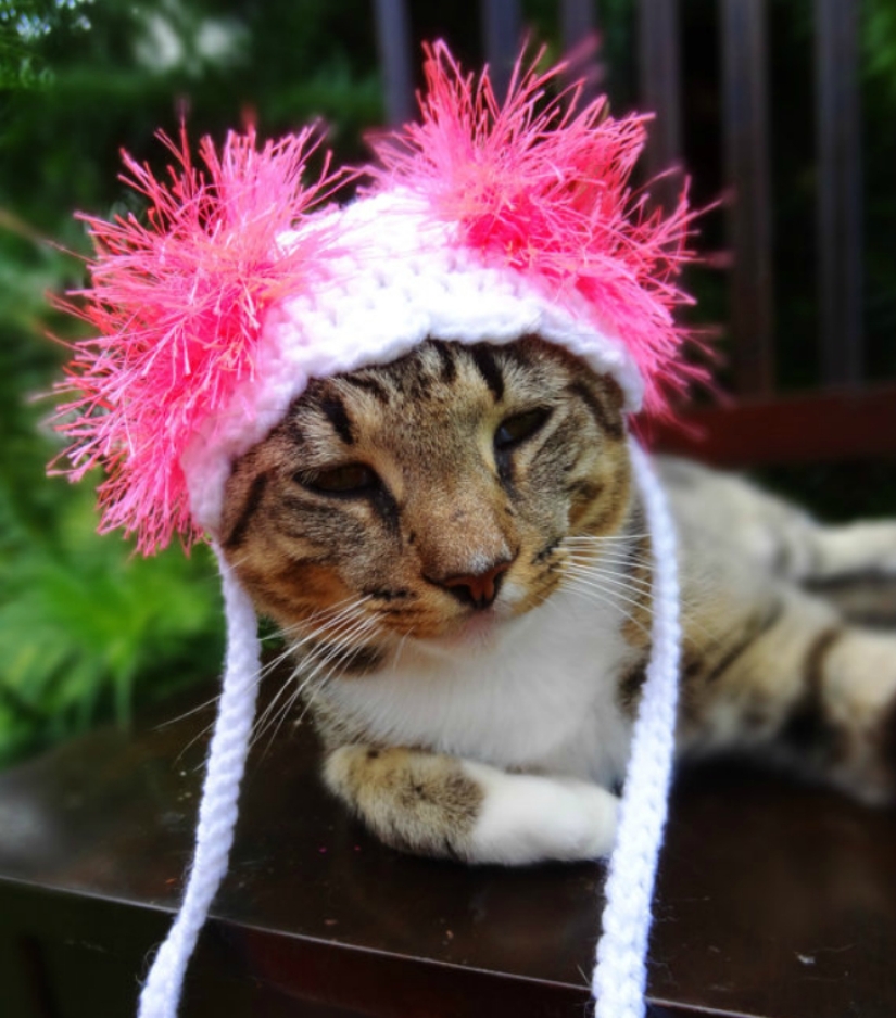 Your cat needs such a hat!