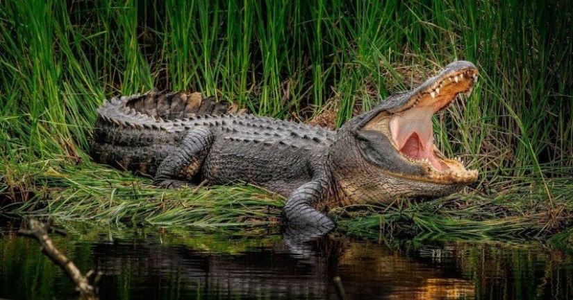 Zambians caught and killed a male werewolf