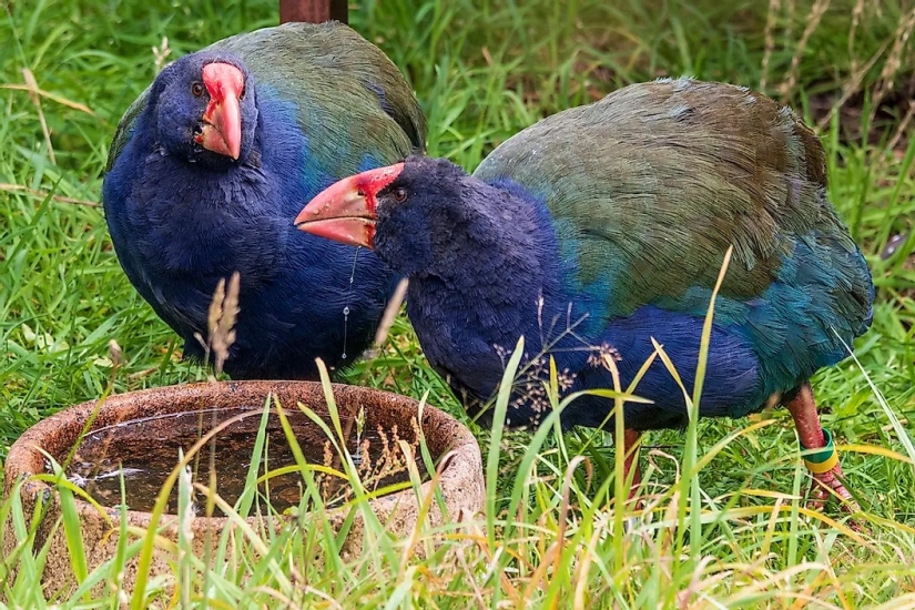 10 animales que fueron redescubiertos después de que se creía extintos