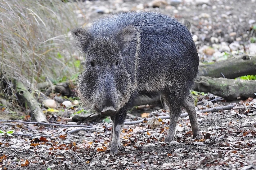 10 animales que fueron redescubiertos después de que se creía extintos