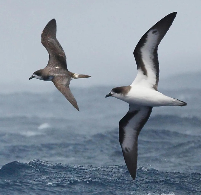 10 animales que fueron redescubiertos después de que se creía extintos