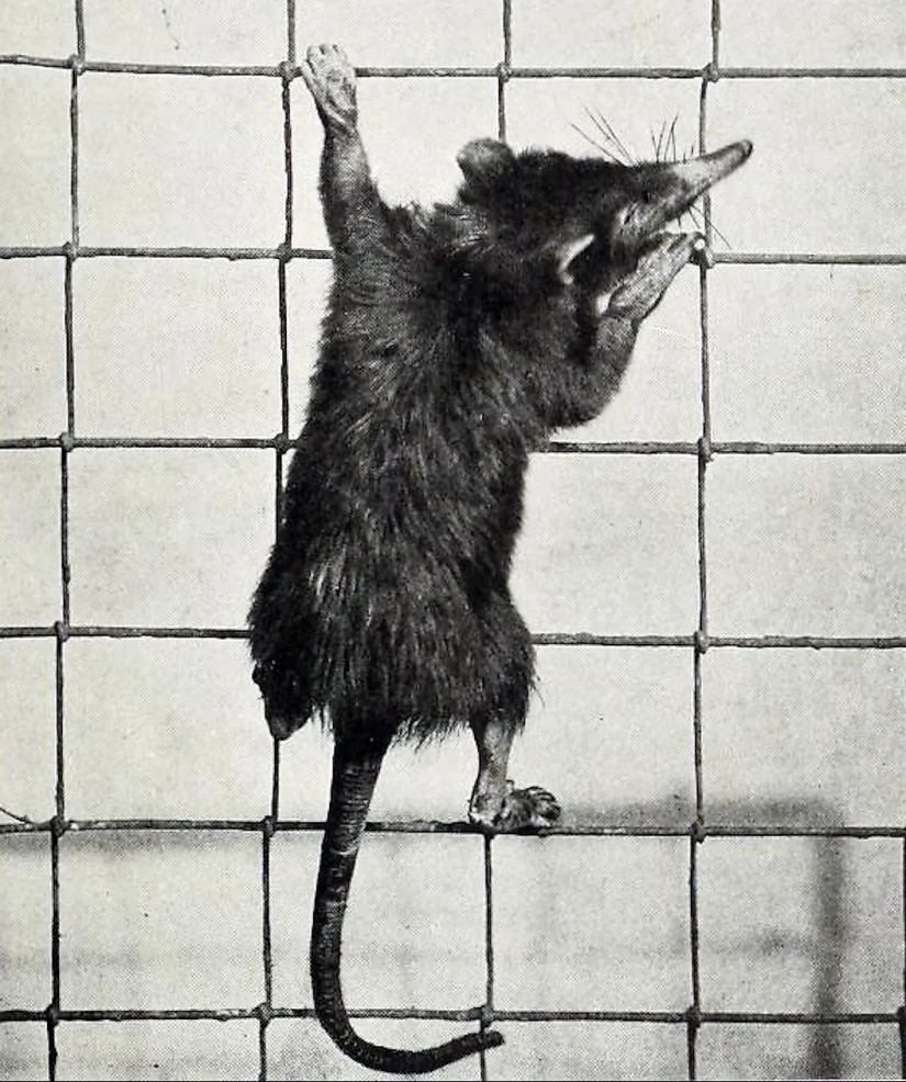 10 animales que fueron redescubiertos después de que se creía extintos