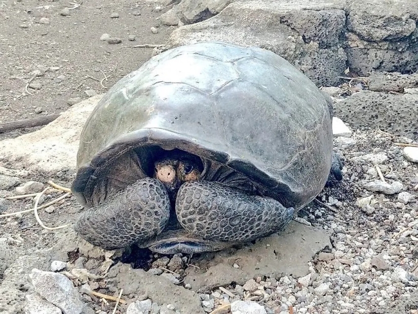10 animales que fueron redescubiertos después de que se creía extintos