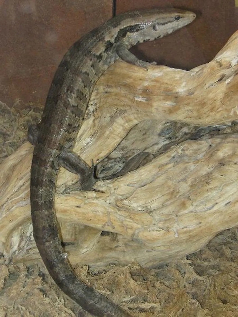 10 animales que fueron redescubiertos después de que se creía extintos