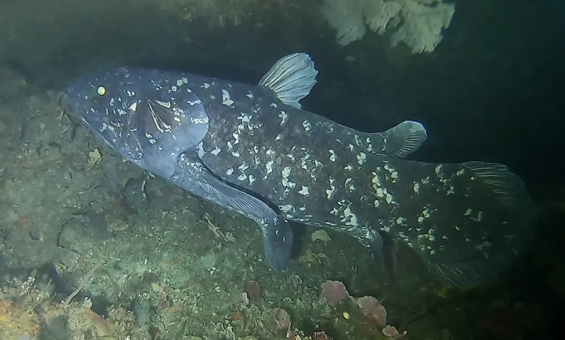 10 animales que fueron redescubiertos después de que se creía extintos