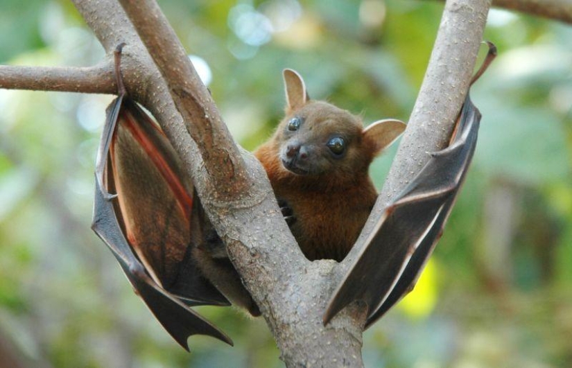 10 animales que la gente come vivos