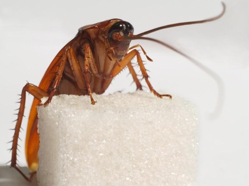 10 animales que la gente come vivos