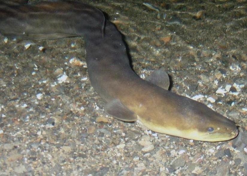 10 animals that people eat alive