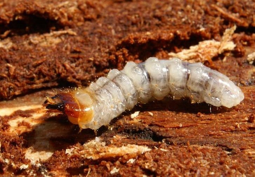10 animals that people eat alive