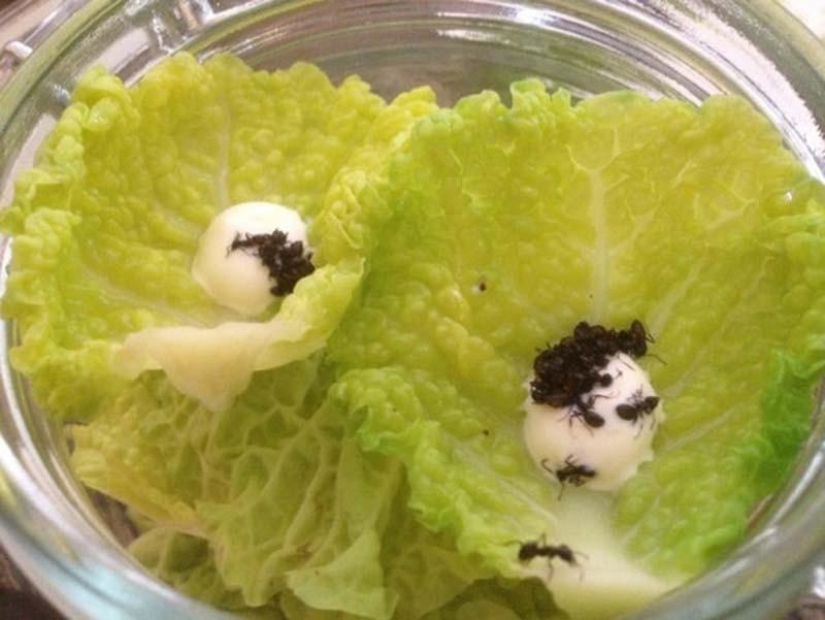 10 animals that people eat alive