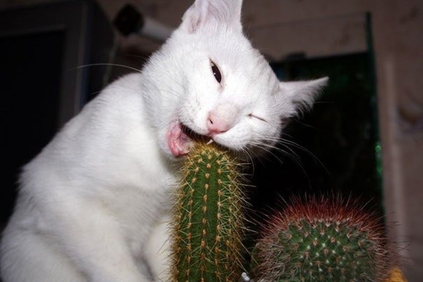 10 casos divertidos cuando los animales fallaron