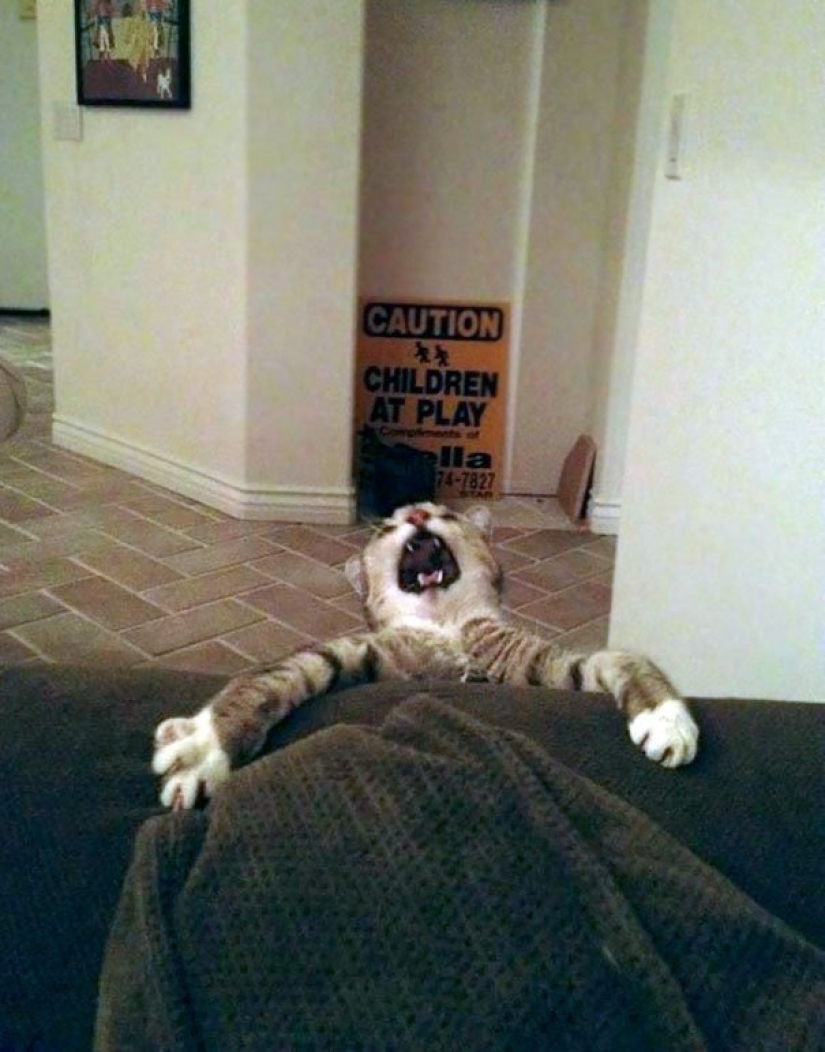 10 casos divertidos cuando los animales fallaron