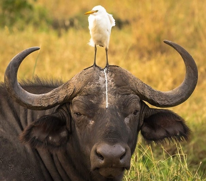 10 casos divertidos cuando los animales fallaron