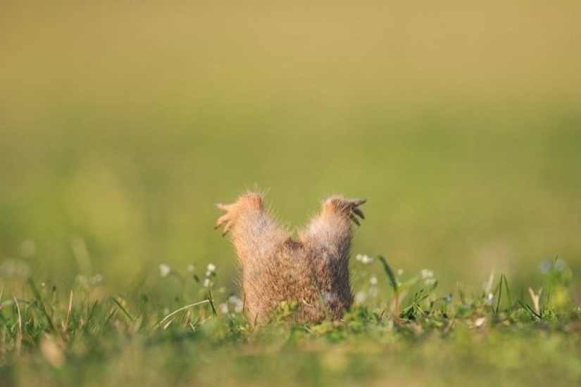 10 casos divertidos cuando los animales fallaron