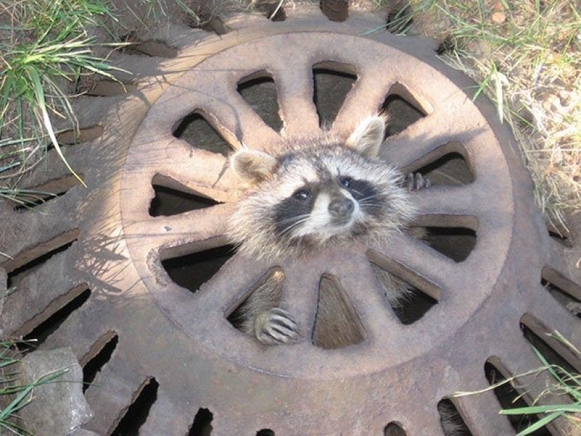 10 casos divertidos cuando los animales fallaron