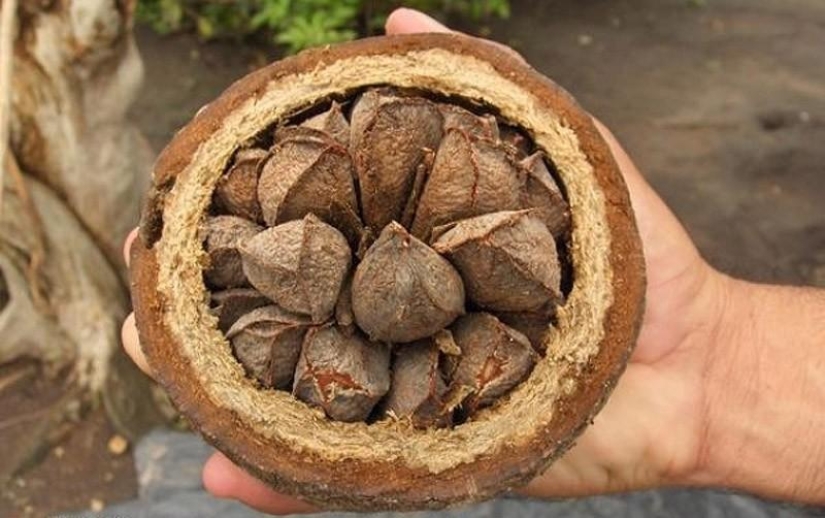 10 cosas que no sabías que eran radiactivas 10 cosas que no sabías que eran radiactivas