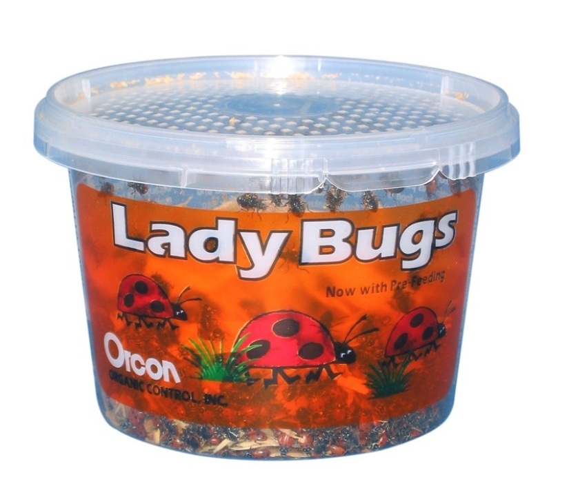 10 Creepiest Items You Can Buy Online 10 Creepiest Items You Can Buy Online