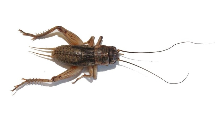 10 Creepiest Items You Can Buy Online 10 Creepiest Items You Can Buy Online