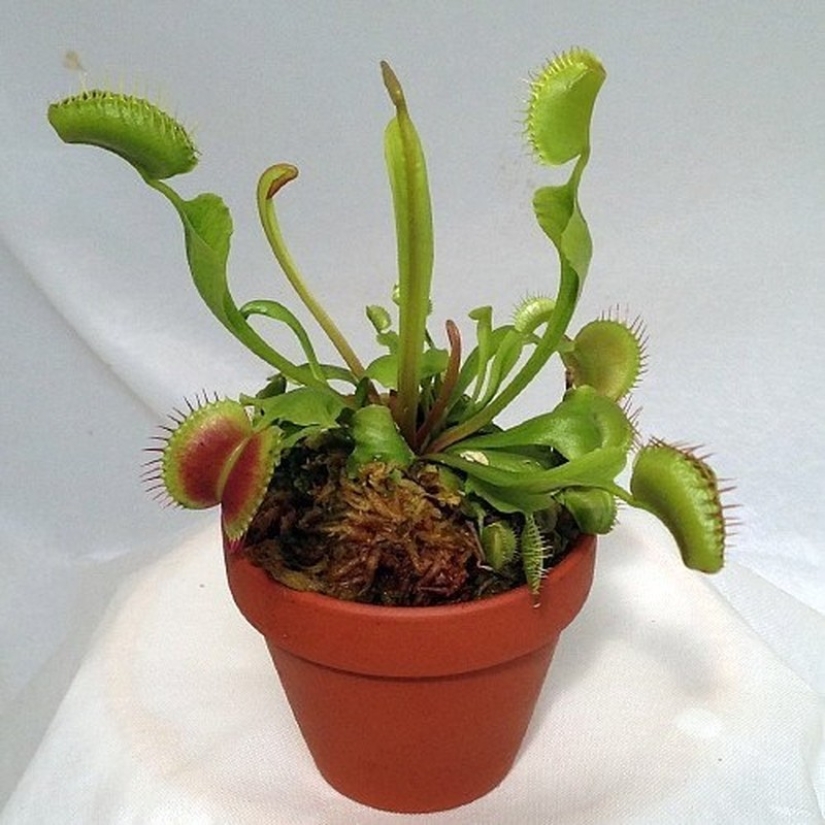 10 Creepiest Items You Can Buy Online 10 Creepiest Items You Can Buy Online