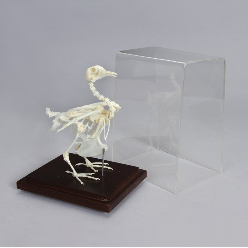10 Creepiest Items You Can Buy Online 10 Creepiest Items You Can Buy Online