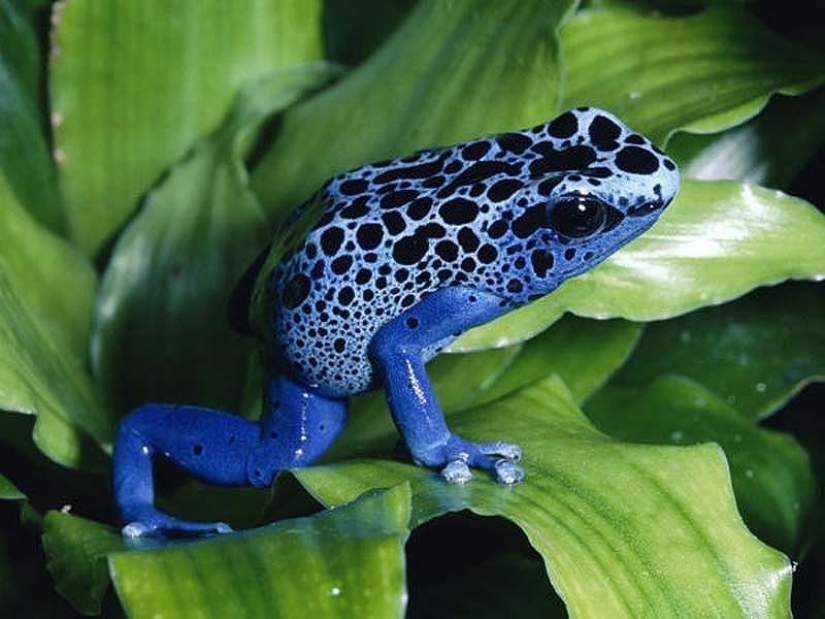 10 facts about poisons