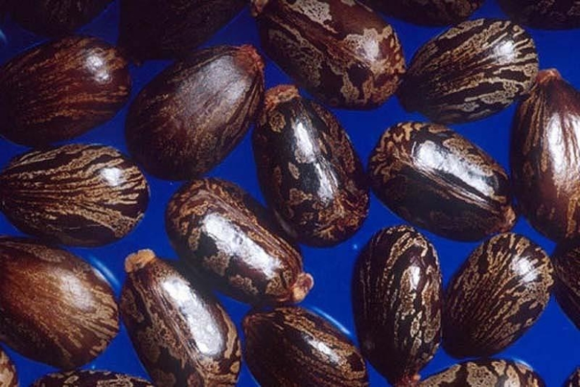 10 facts about poisons