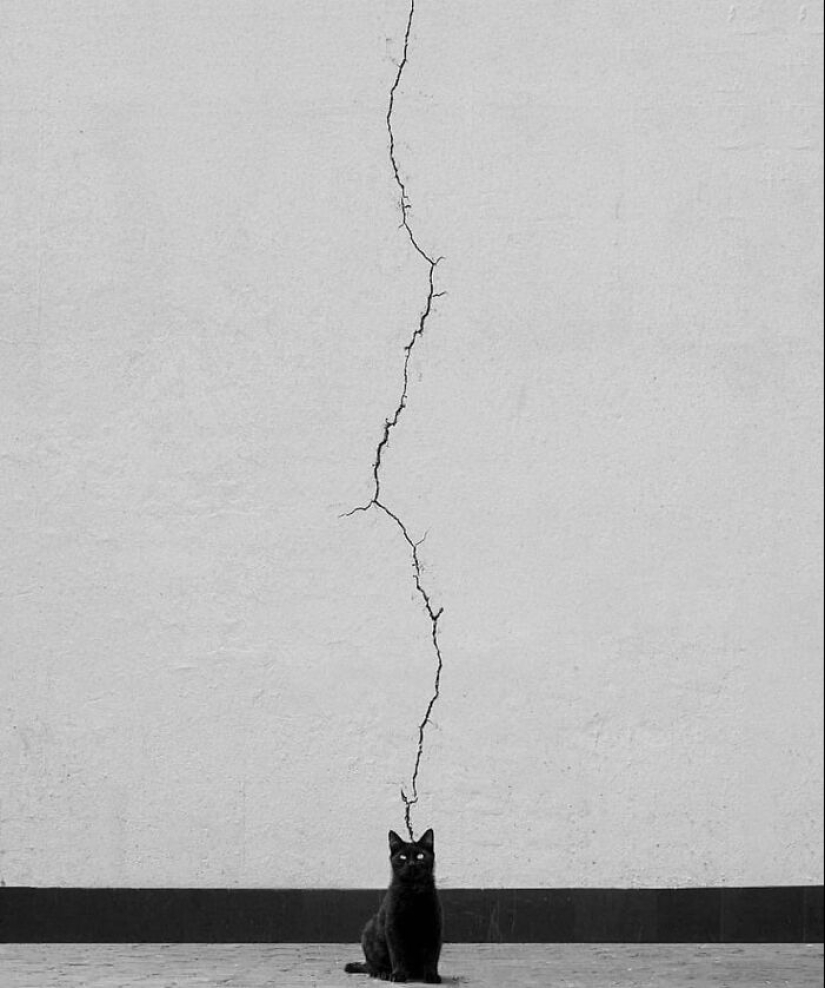 10 fotografías callejeras que lograron capturar la belleza de los gatos, presentadas en esta página de Instagram (Parte 2) 10 fotografías callejeras que lograron capturar la belleza de los gatos, presentadas en esta página de Instagram (Parte 2)