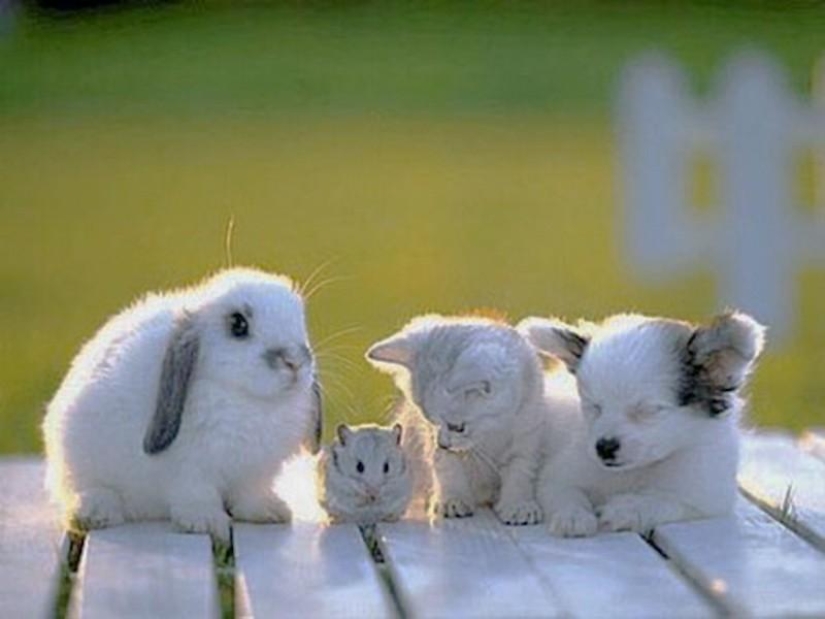 10 fuentes de alergias en tu hogar 10 fuentes de alergias en tu hogar