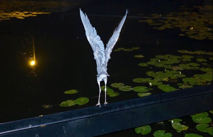 10 Funny Accidental Images That Were Taken At The Right Time And Place By This Street Photographer