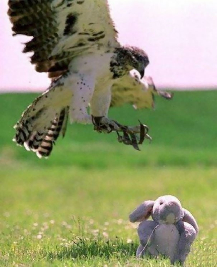 10 Funny Cases When Animals Failed