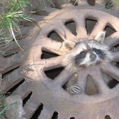 10 Funny Cases When Animals Failed