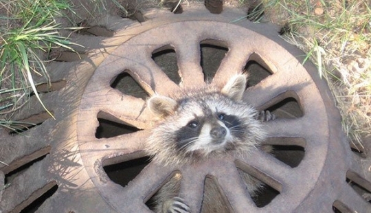 10 Funny Cases When Animals Failed