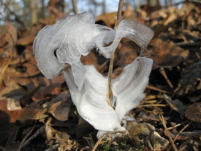 10 funny natural phenomena