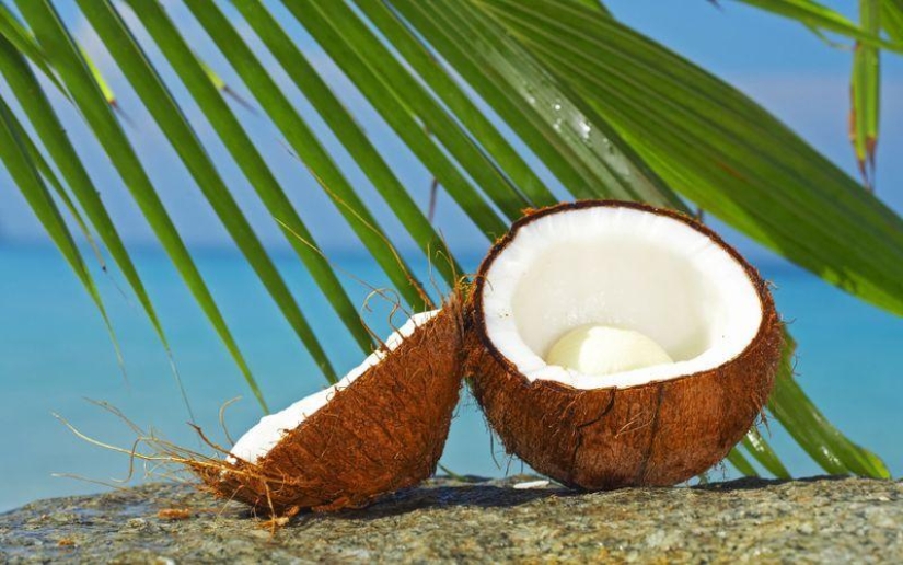10 hechos sorprendentes sobre los cocos 10 hechos sorprendentes sobre los cocos