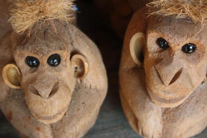 10 hechos sorprendentes sobre los cocos 10 hechos sorprendentes sobre los cocos