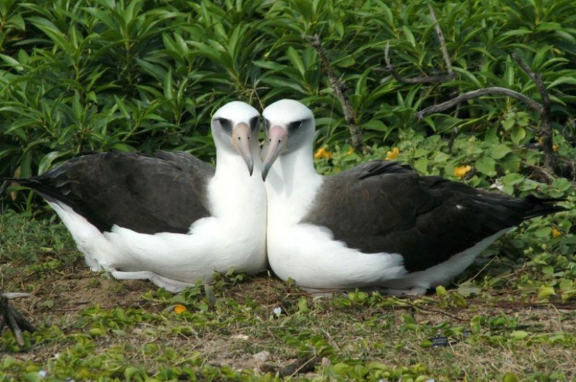 10 Homosexual Animals