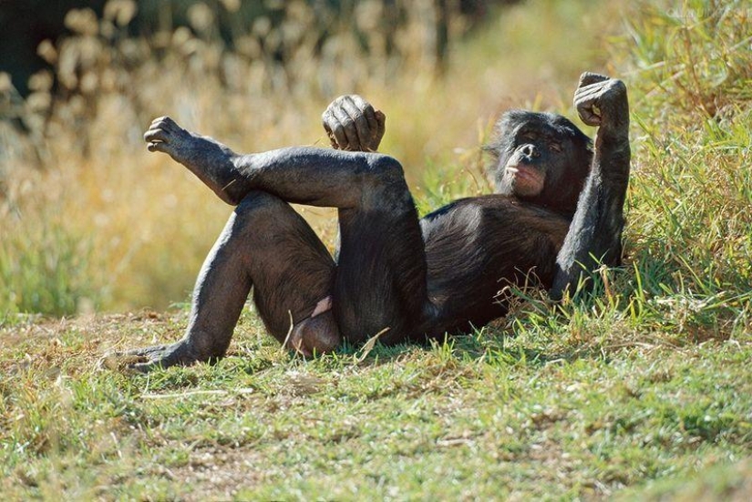 10 Homosexual Animals