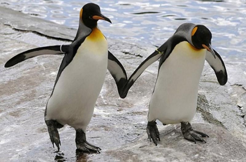 10 Homosexual Animals