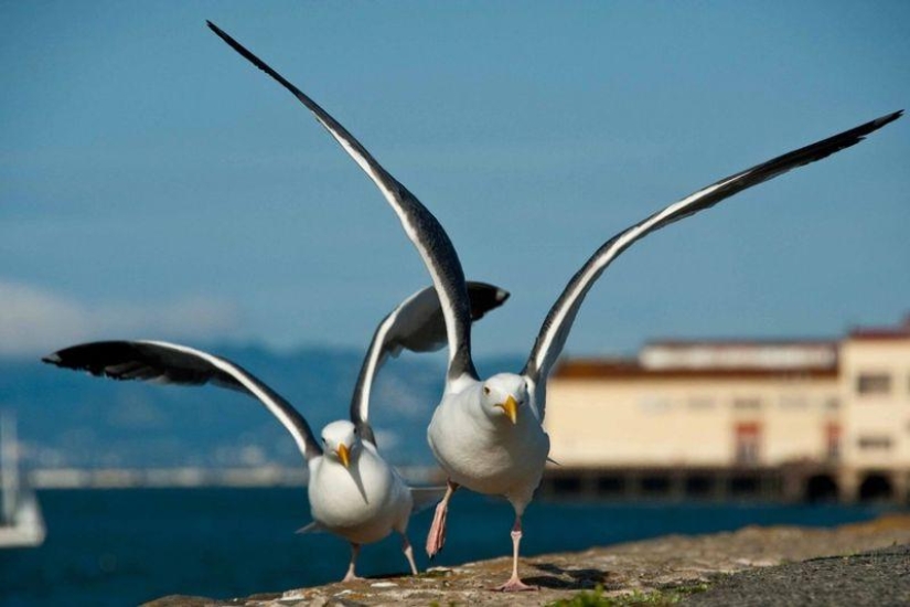 10 Homosexual Animals